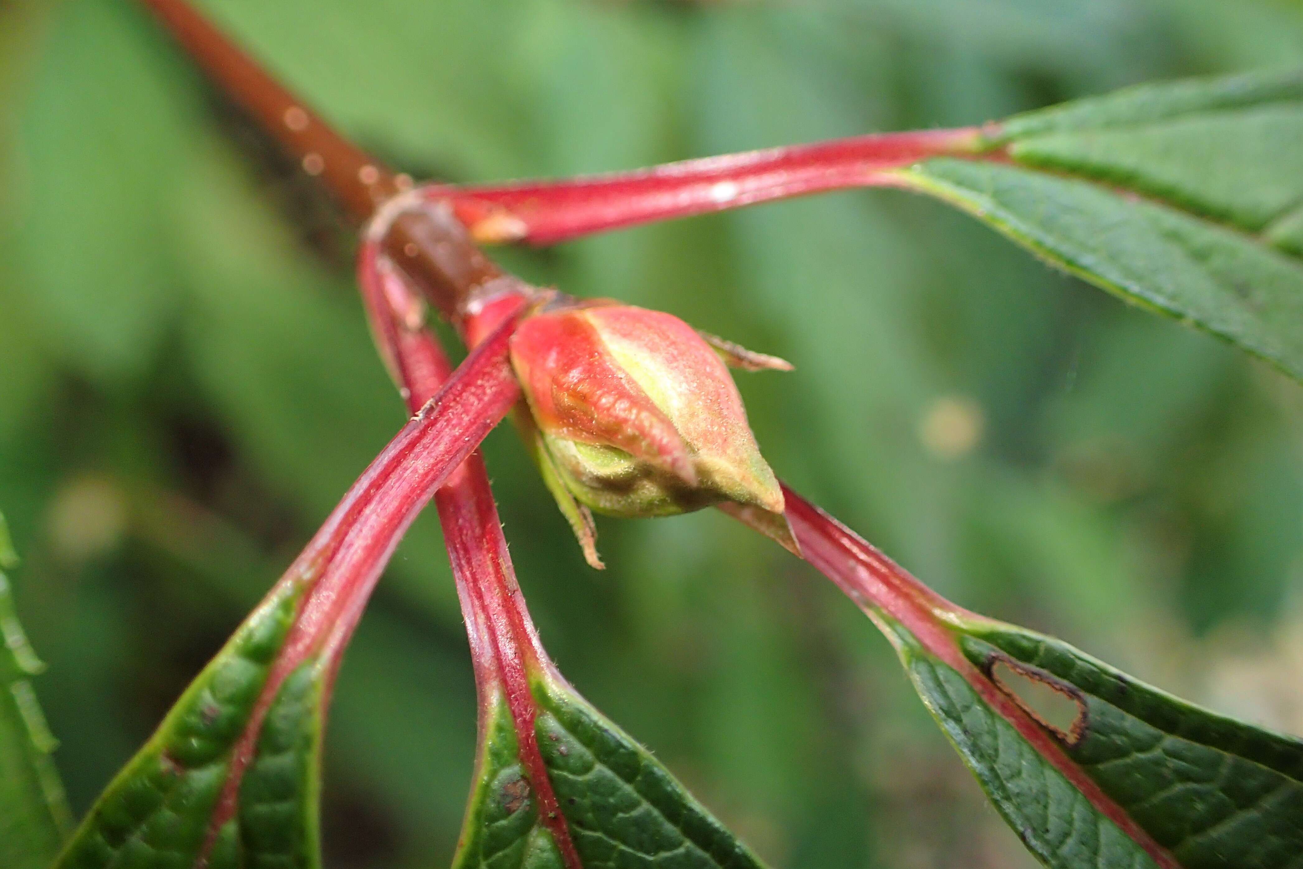 Image of Culver's root