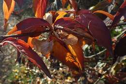 Imagem de Dipelta yunnanensis Franch.