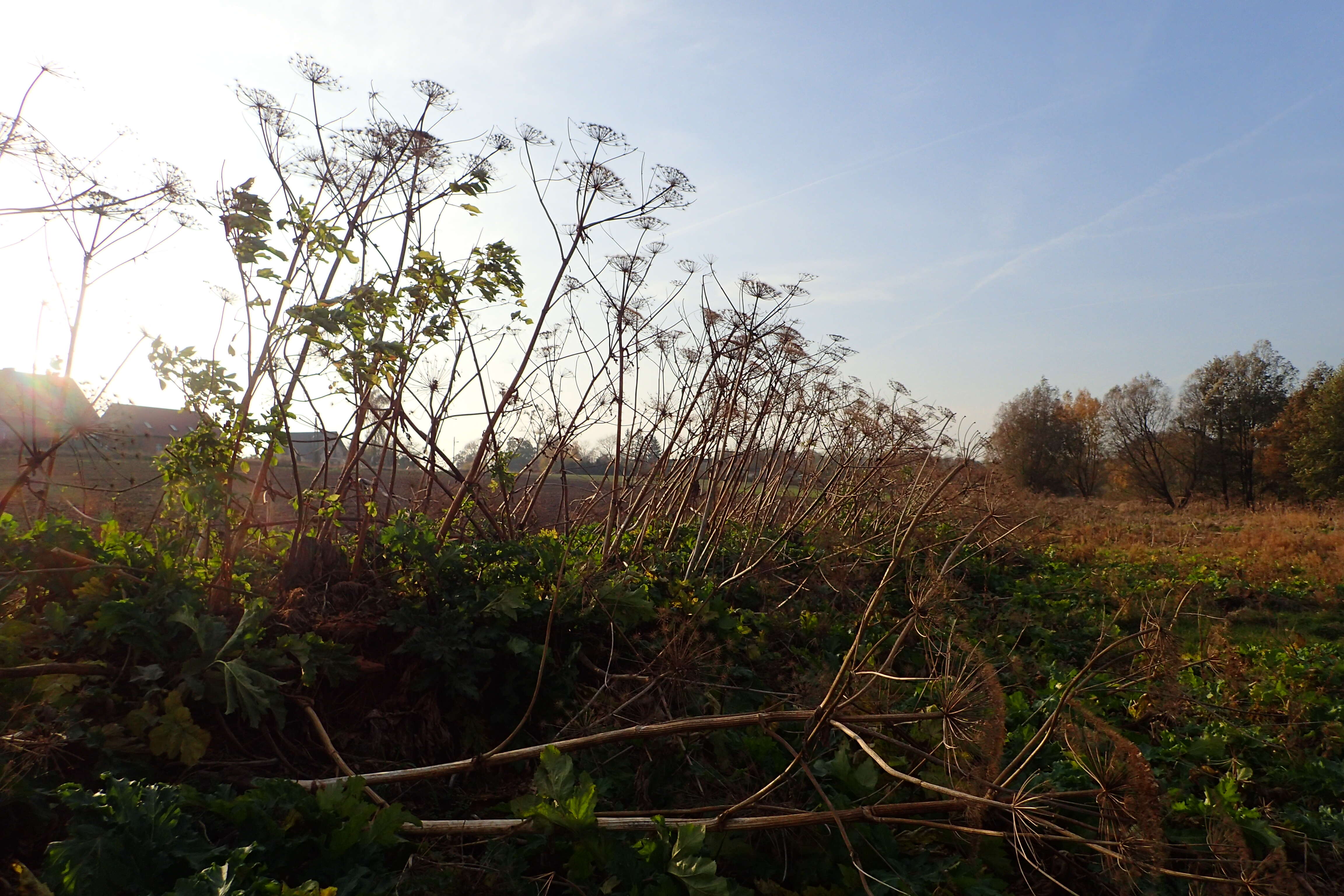 Imagem de Heracleum sosnowskyi Manden.