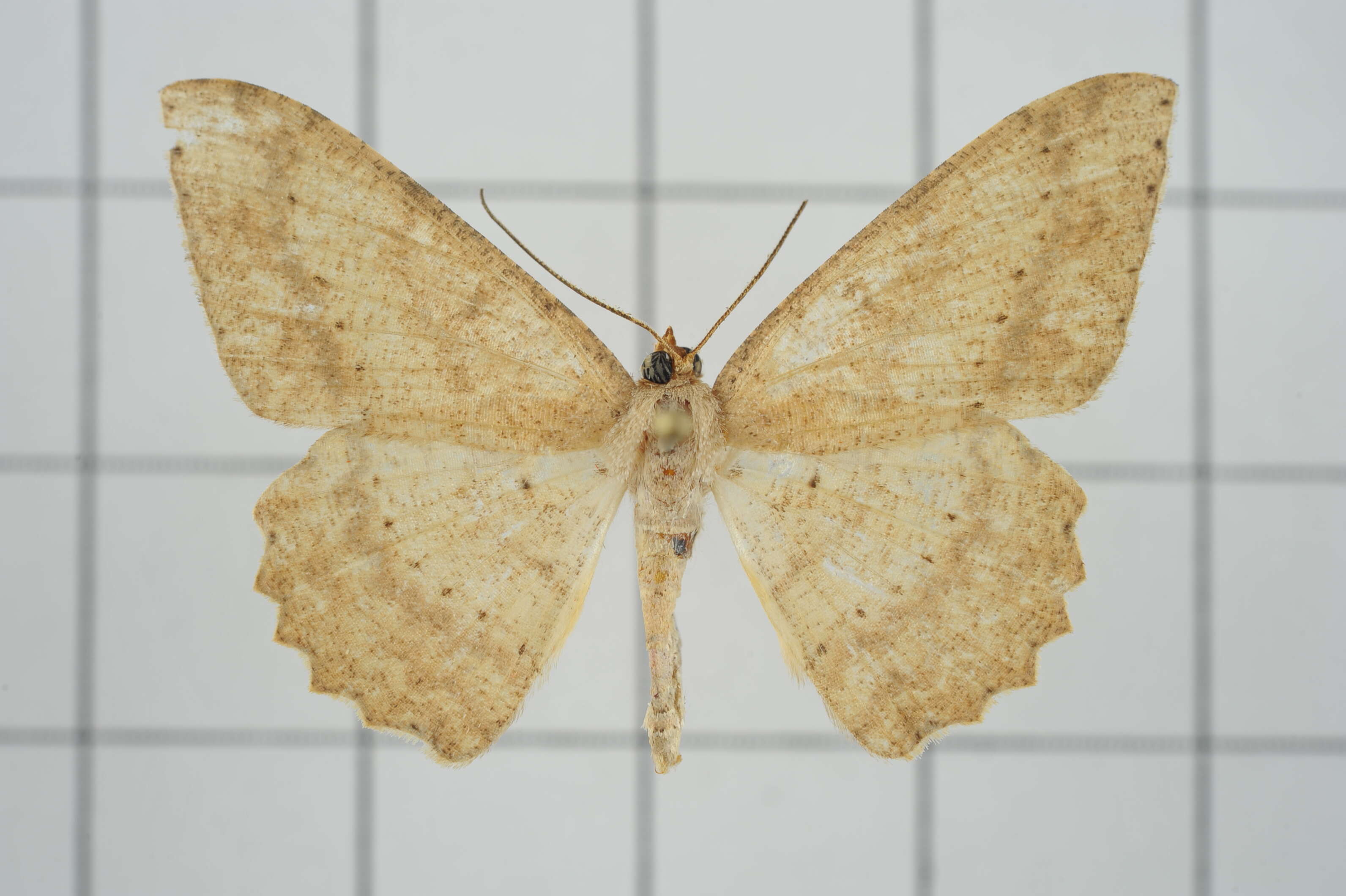 Image of Luxiaria mitorrhaphes Prout 1925