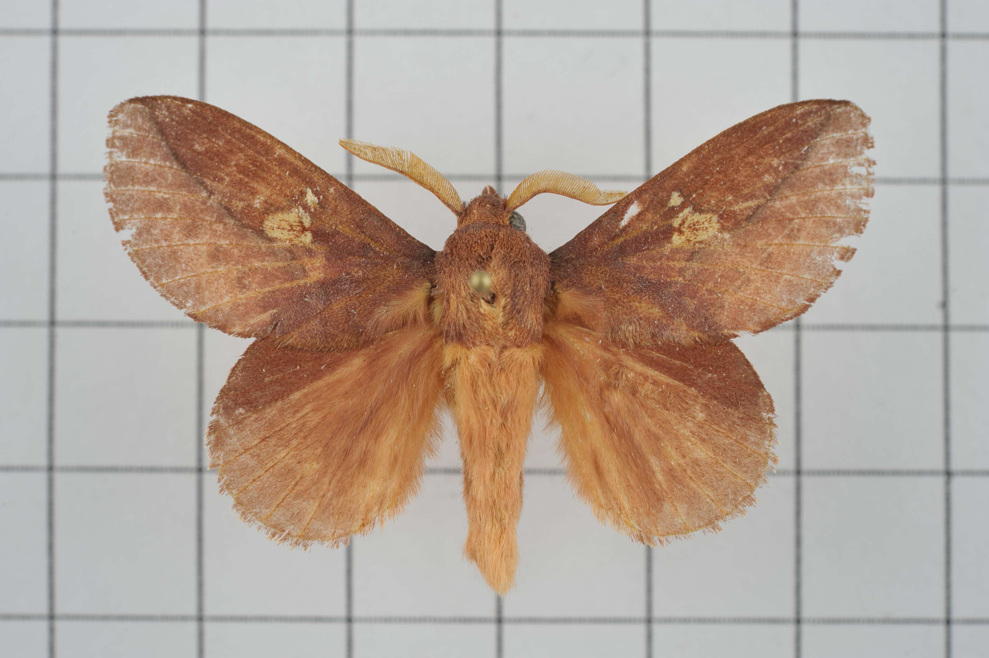 Image of Euthrix laeta Walker 1855