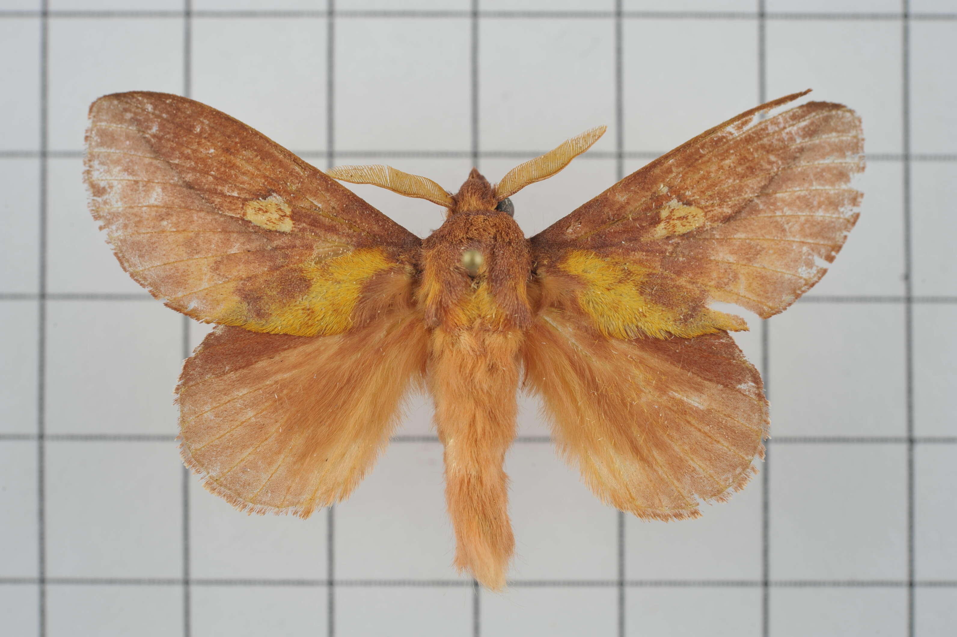 Image of Euthrix laeta Walker 1855