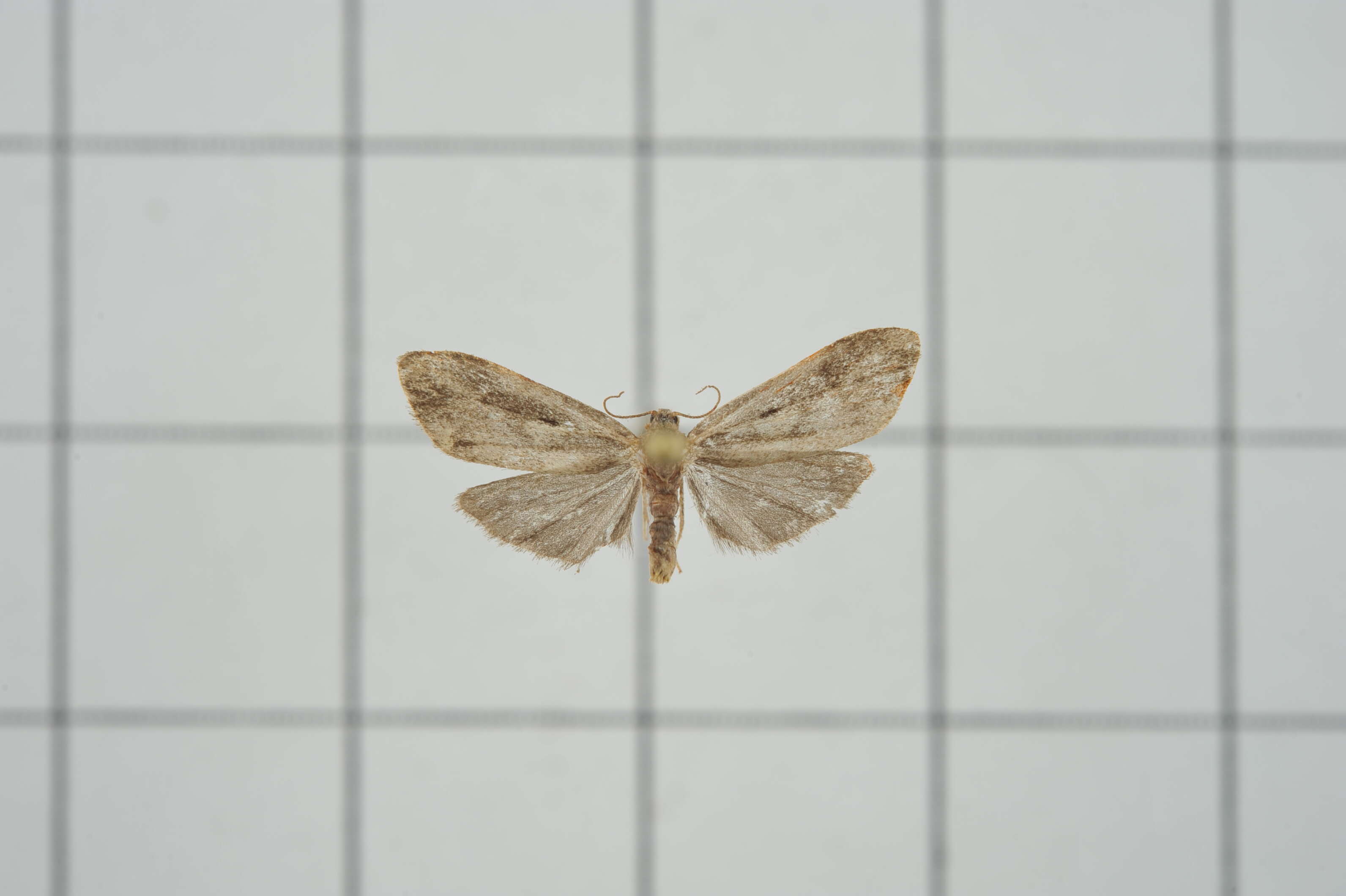 Image of Philenora latifasciata Inoue & Kobayashi 1963
