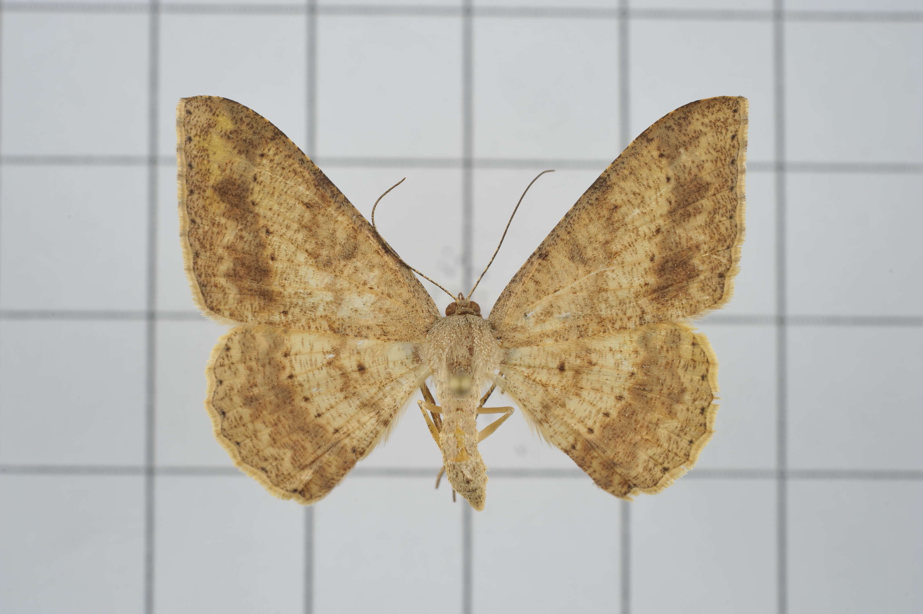 Image of Luxiaria mitorrhaphes Prout 1925