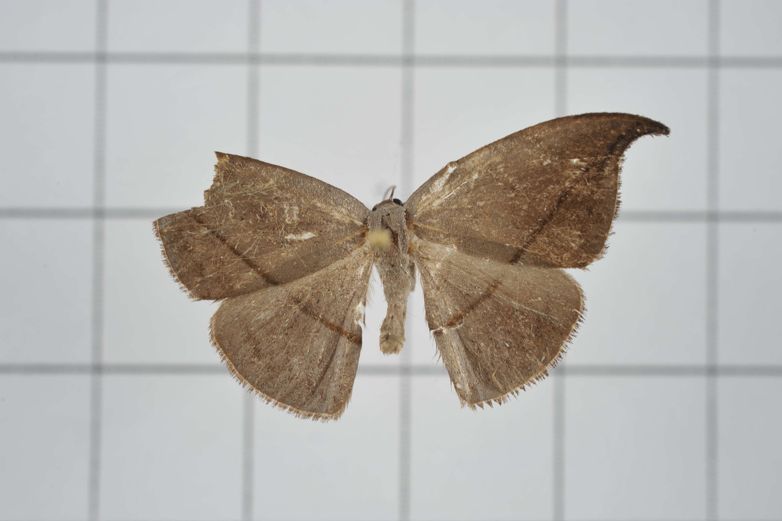 Image of Albara reversaria Walker 1866