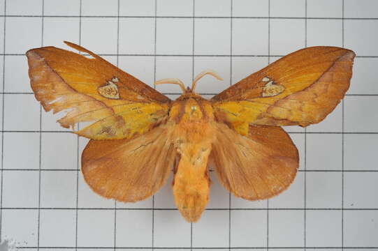 Image of Euthrix laeta Walker 1855