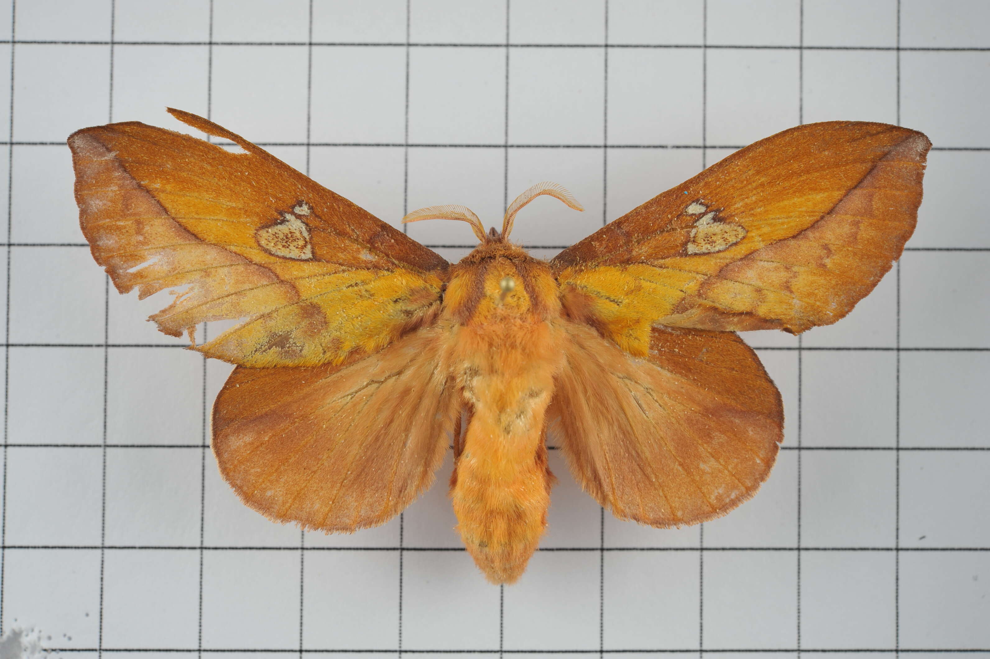 Image of Euthrix laeta Walker 1855