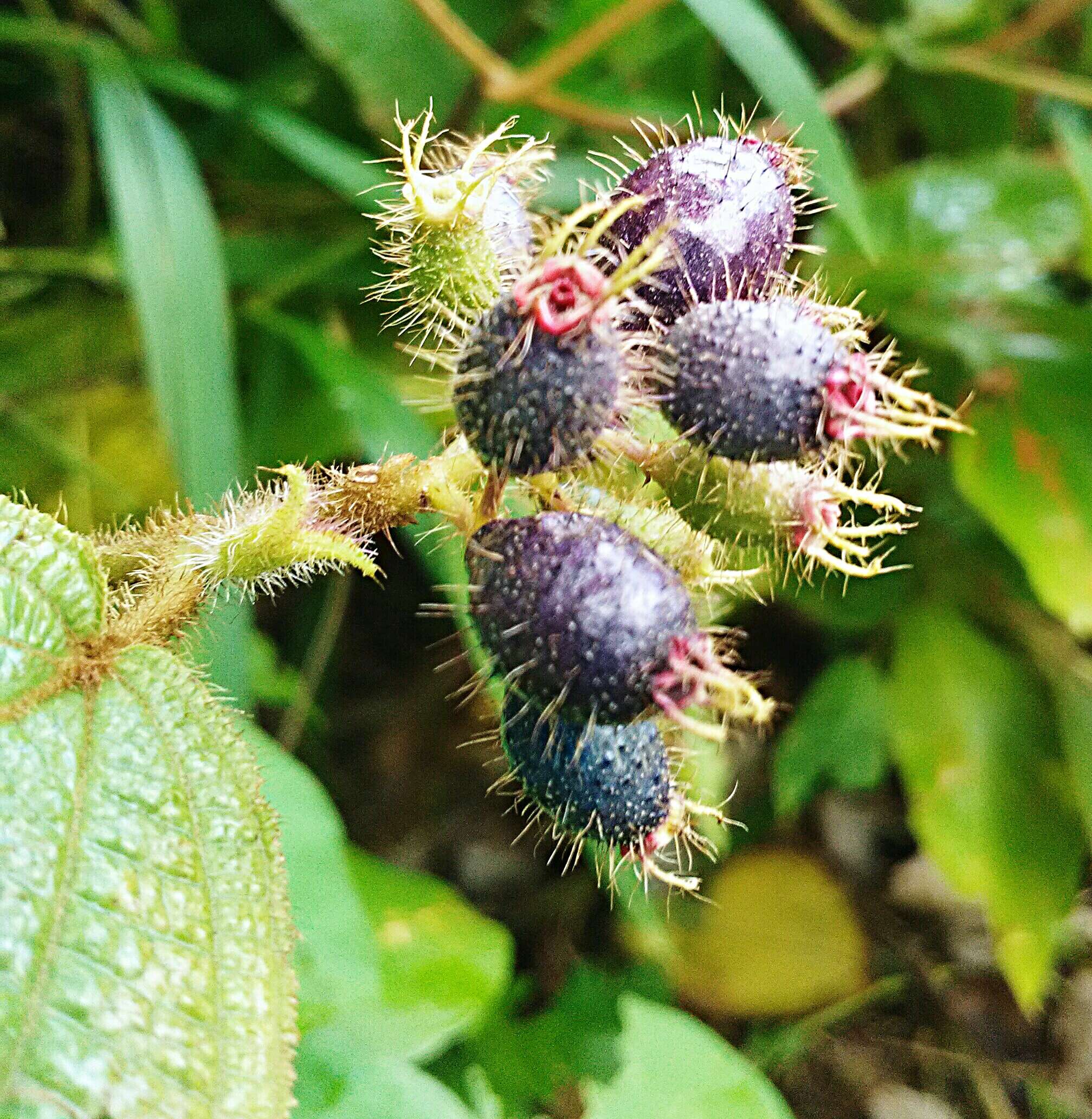 Image of soapbush