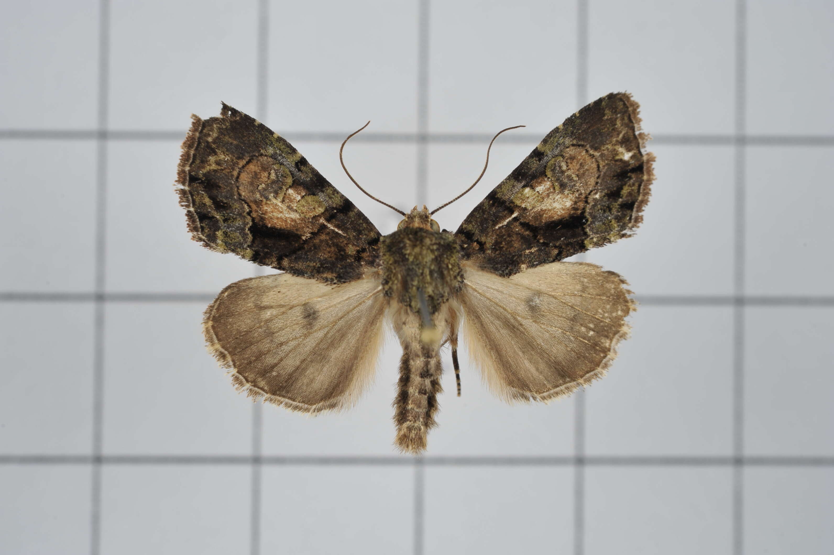 Image of Chytonix variegata Jones 1914