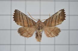 Pygopteryx fulva的圖片