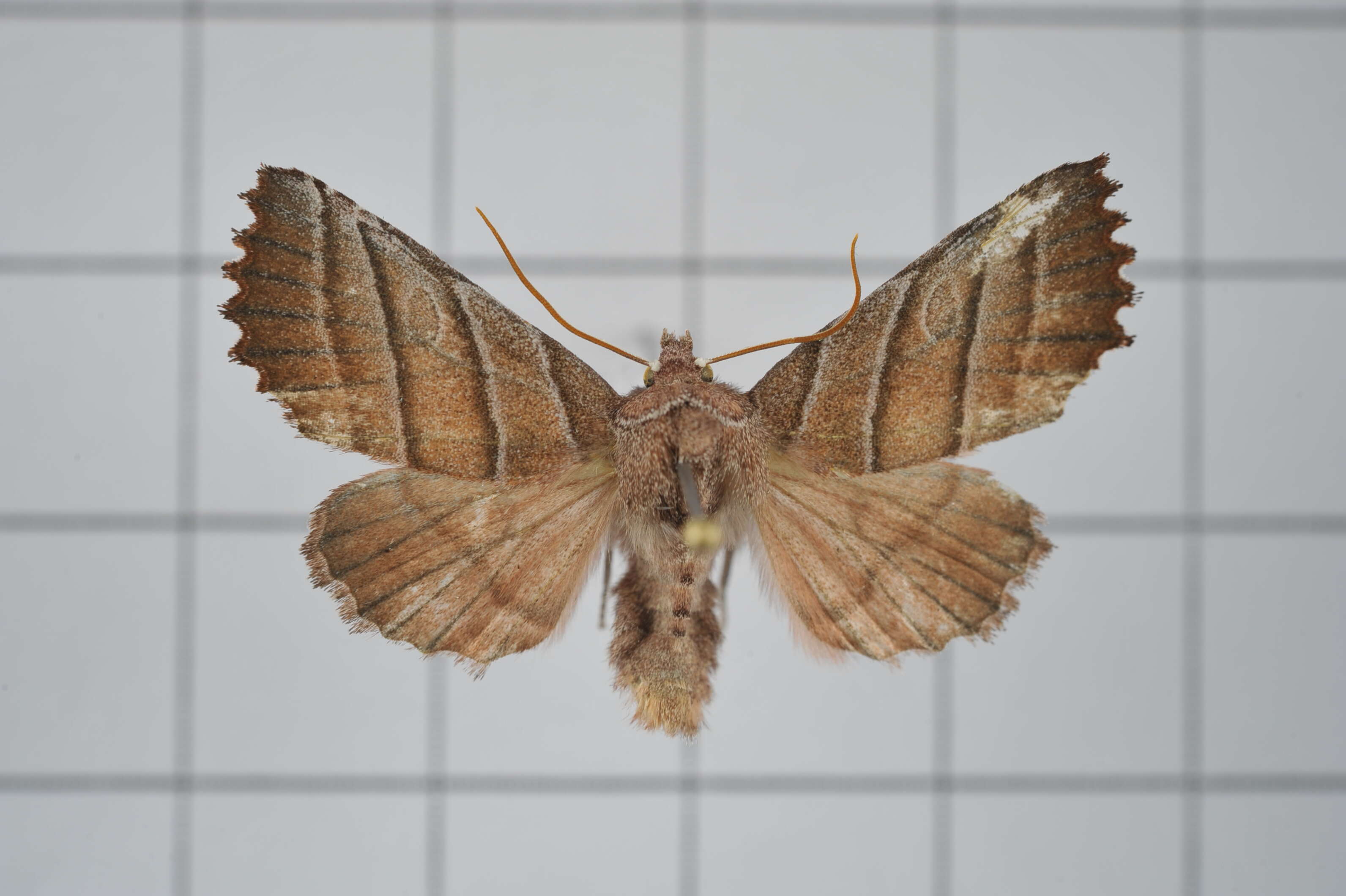 Image of Pygopteryx fulva