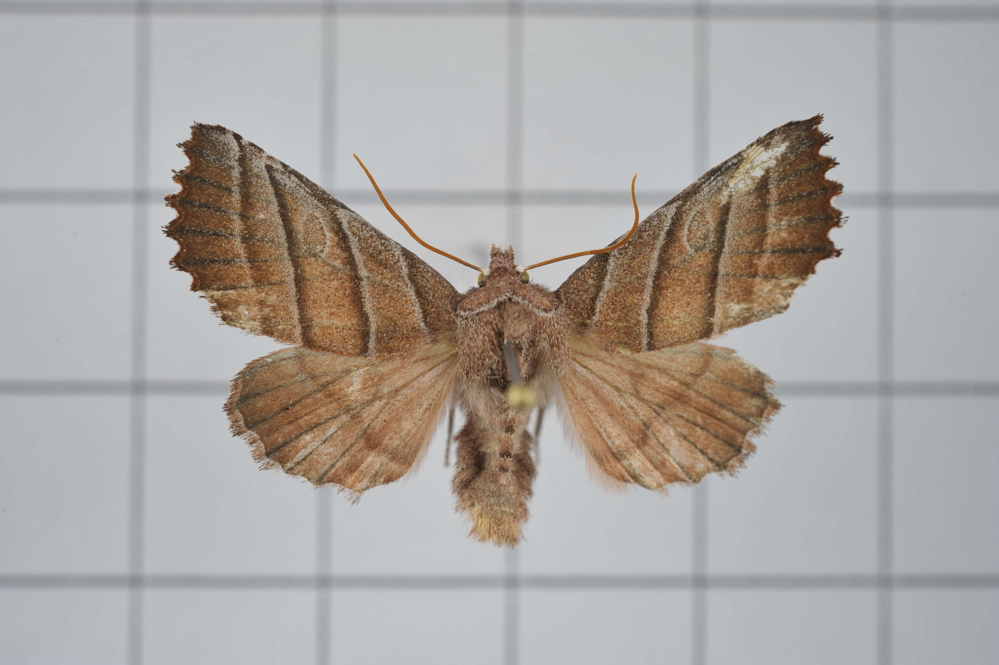 Pygopteryx fulva的圖片