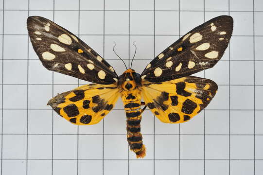 Image of Aglaomorpha histrio (Walker 1855)