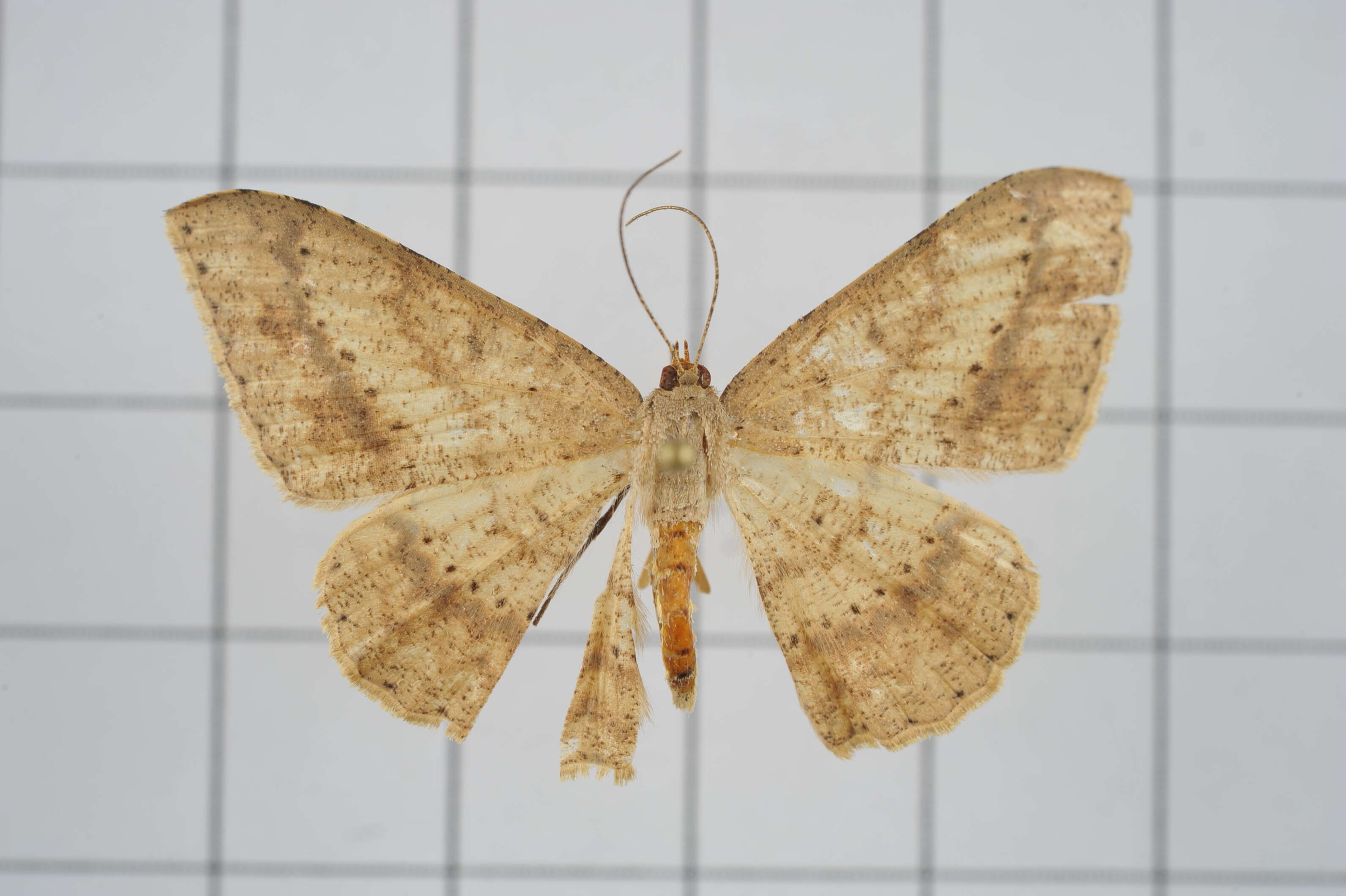 Image of Luxiaria mitorrhaphes Prout 1925