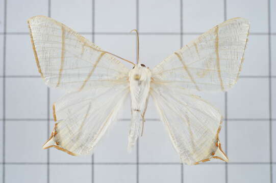 صورة Ourapteryx pallidula Inoue 1985