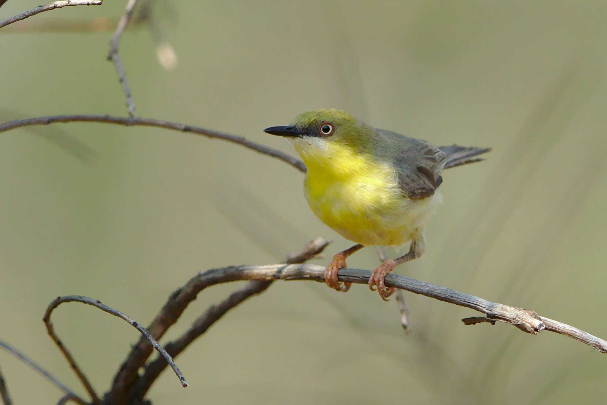 Image of Green-capped Eremomela