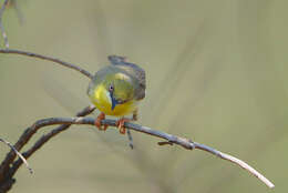 Image of Green-capped Eremomela