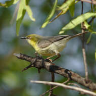 Image of Green-capped Eremomela