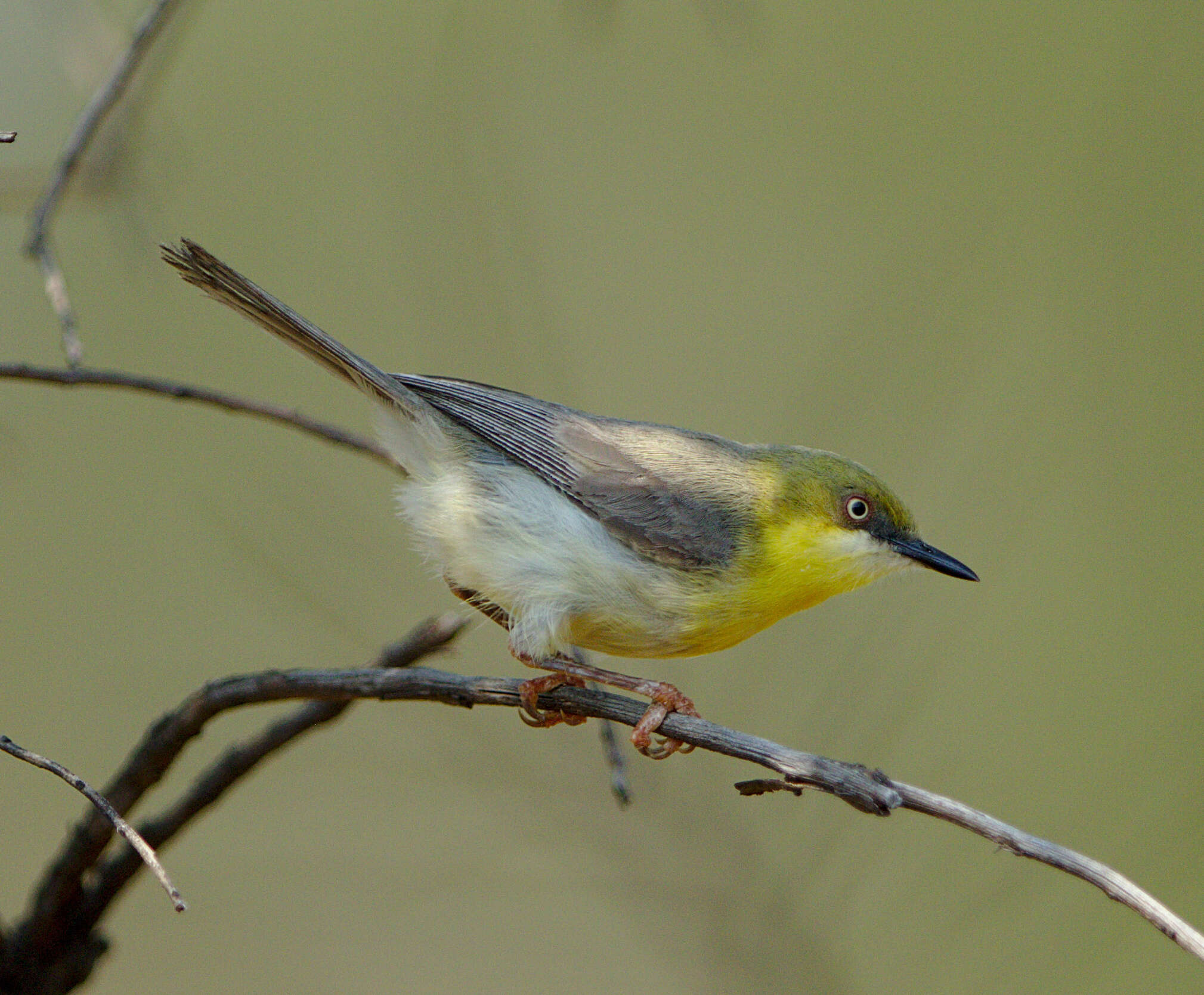 Image of Green-capped Eremomela