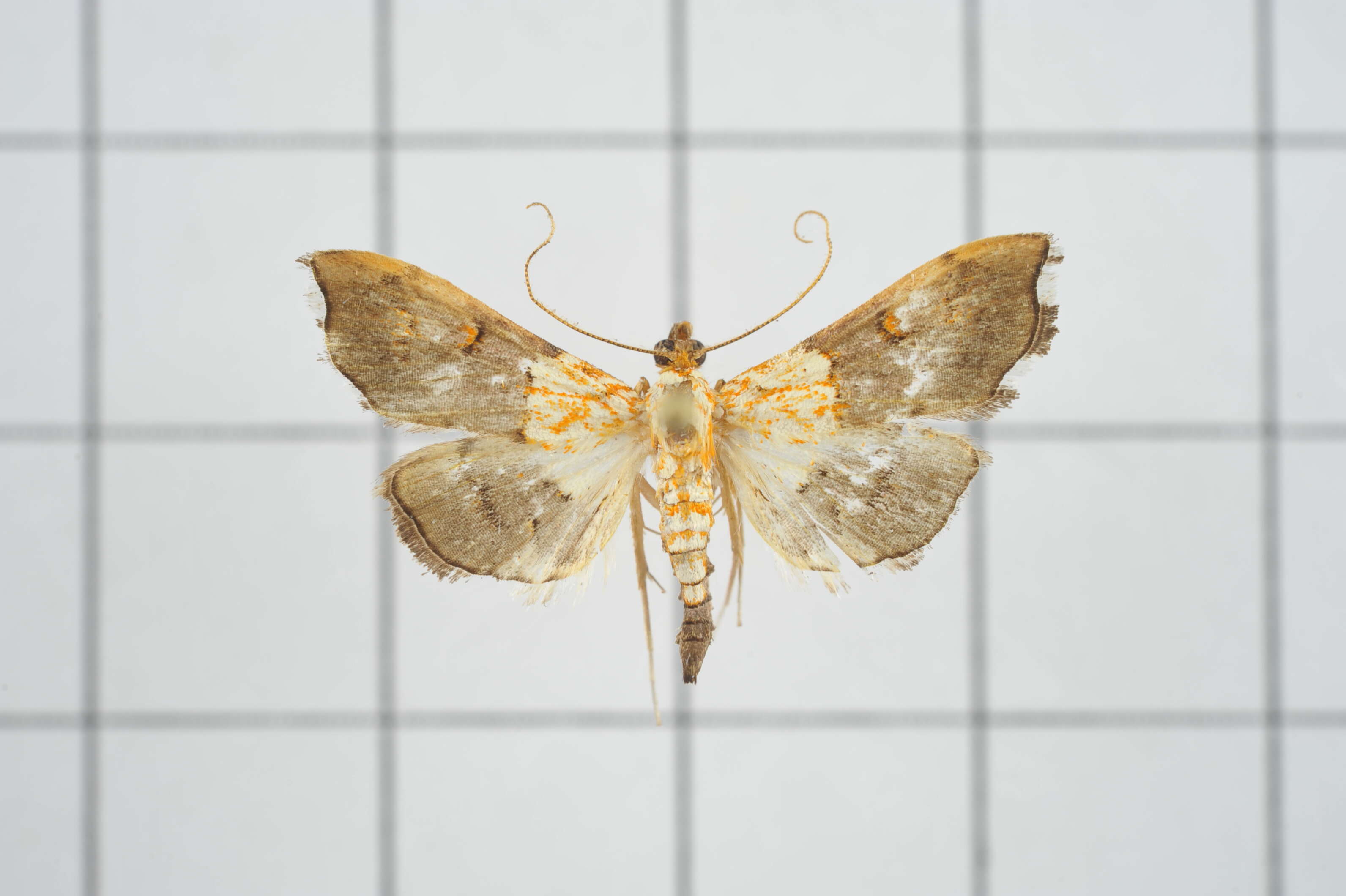 Image of Agrotera discinotata Swinhoe 1894