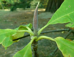 Image of Umbrella Magnolia