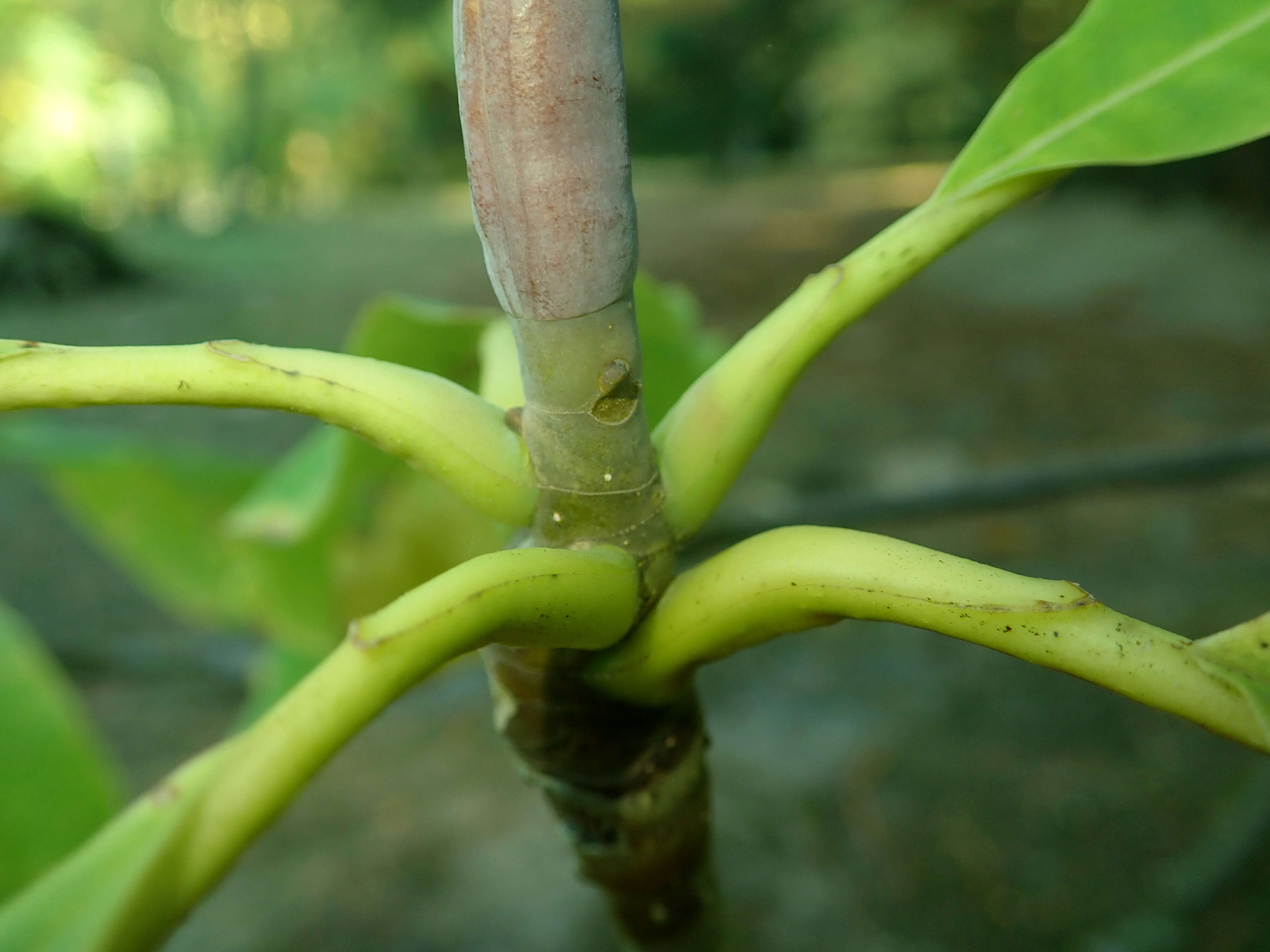 Sivun Magnolia tripetala (L.) L. kuva