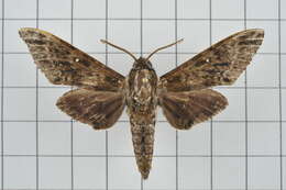 Image of Dolbina inexacta (Walker 1856)