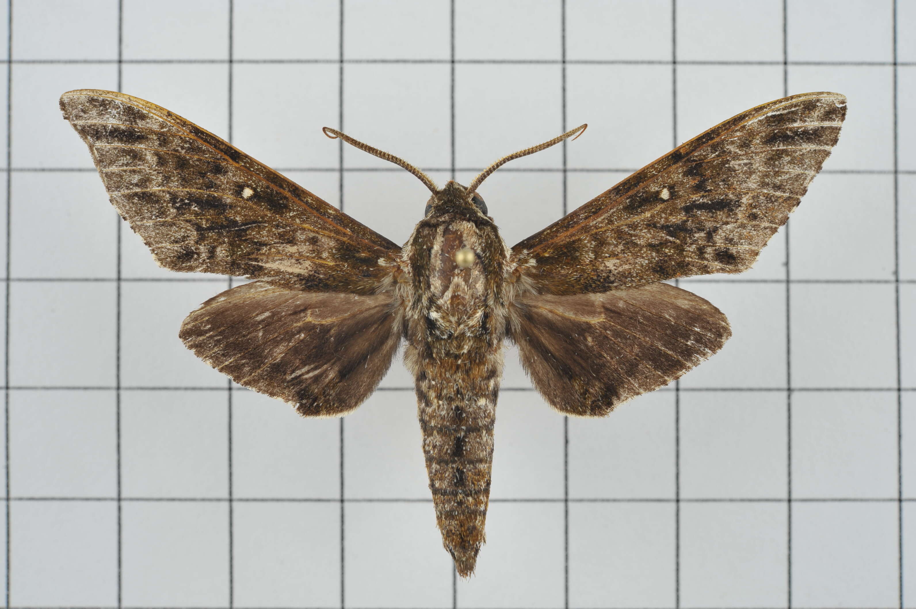 Image of Dolbina inexacta (Walker 1856)