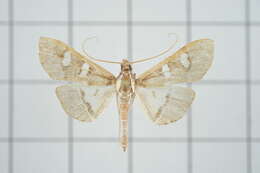 Imagem de Glyphodes crithealis Walker 1859