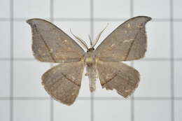 Image of Albara reversaria Walker 1866