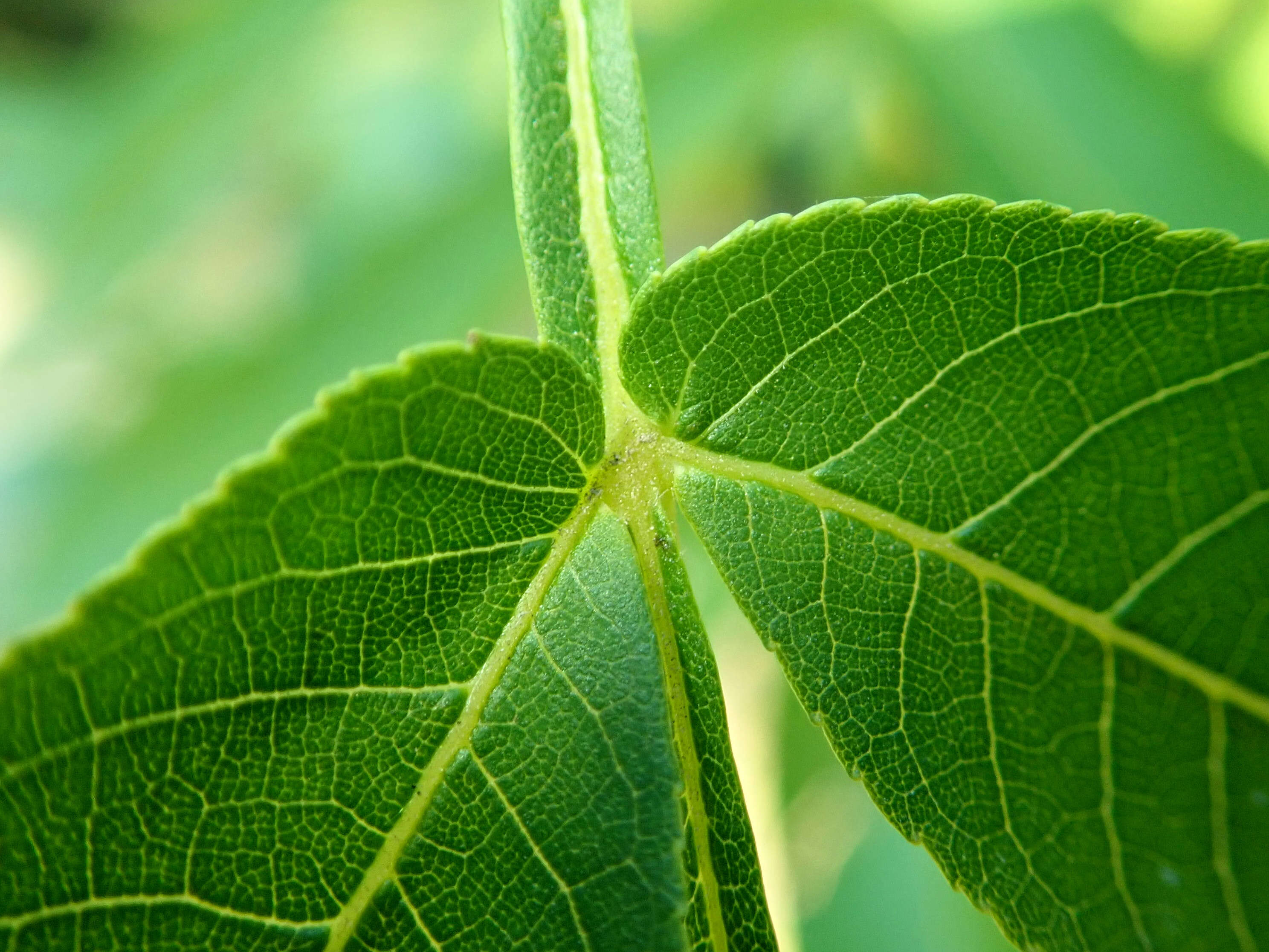 Слика од Pterocarya stenoptera C. DC.