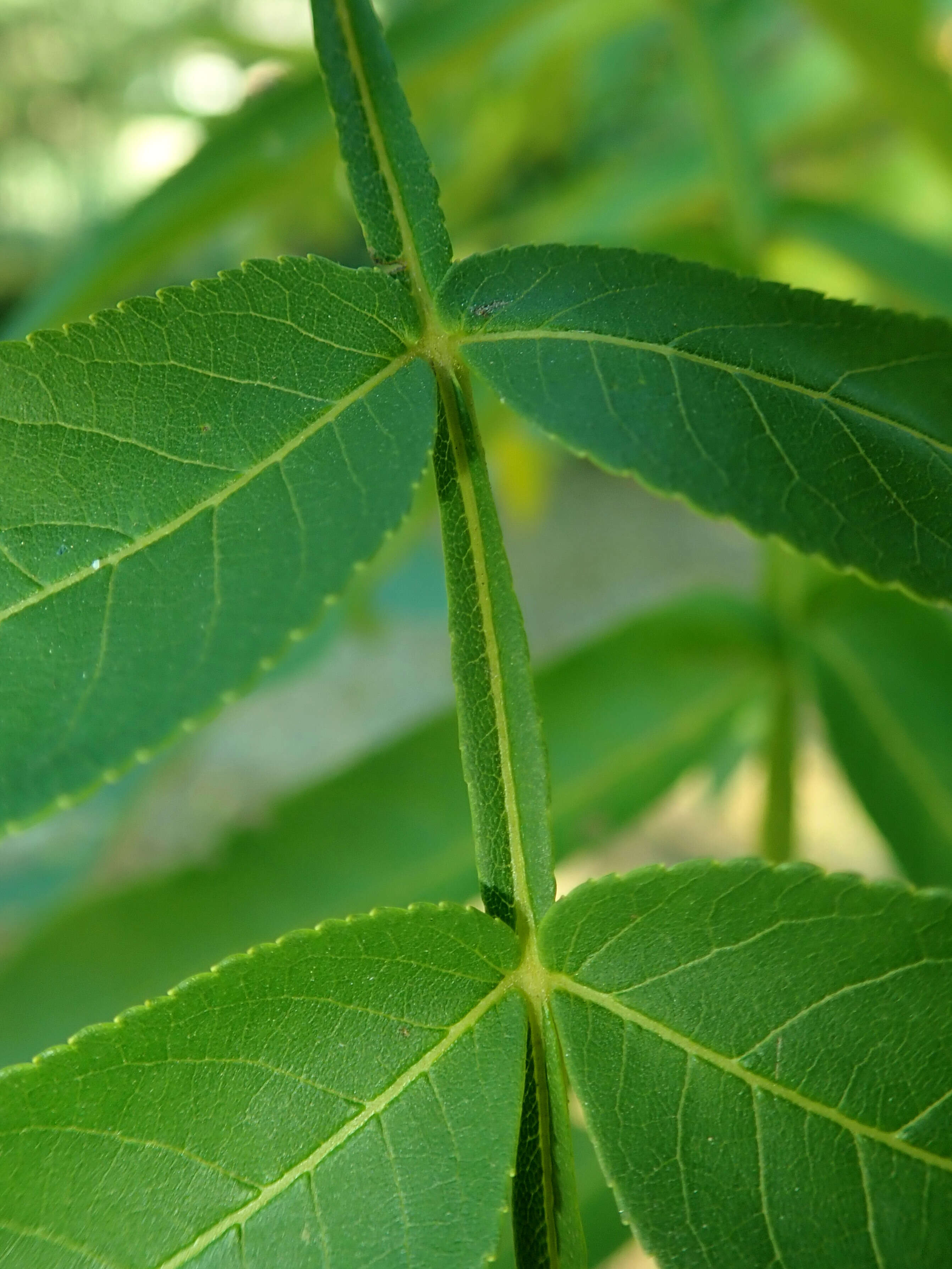 Слика од Pterocarya stenoptera C. DC.