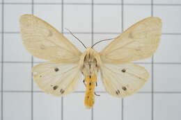 Image of Spilarctia subtestacea (Rothschild 1910)