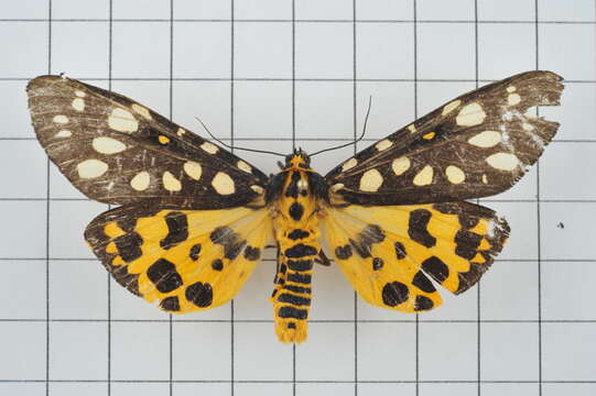 Image of Aglaomorpha histrio (Walker 1855)