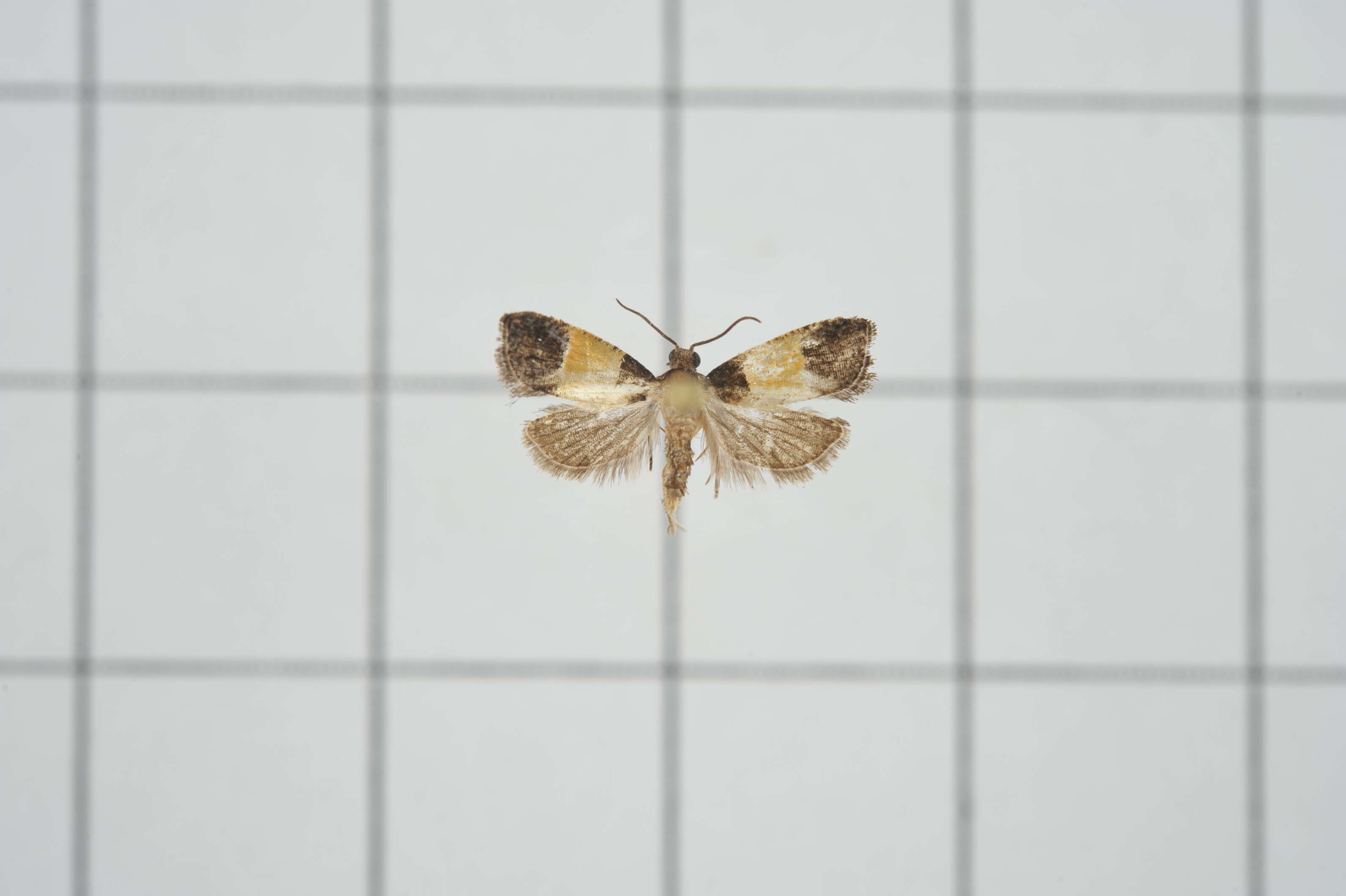 Image of Epinotia bicolor Walsingham 1900