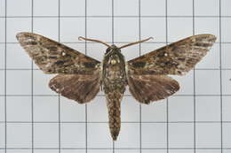 Image of Dolbina inexacta (Walker 1856)