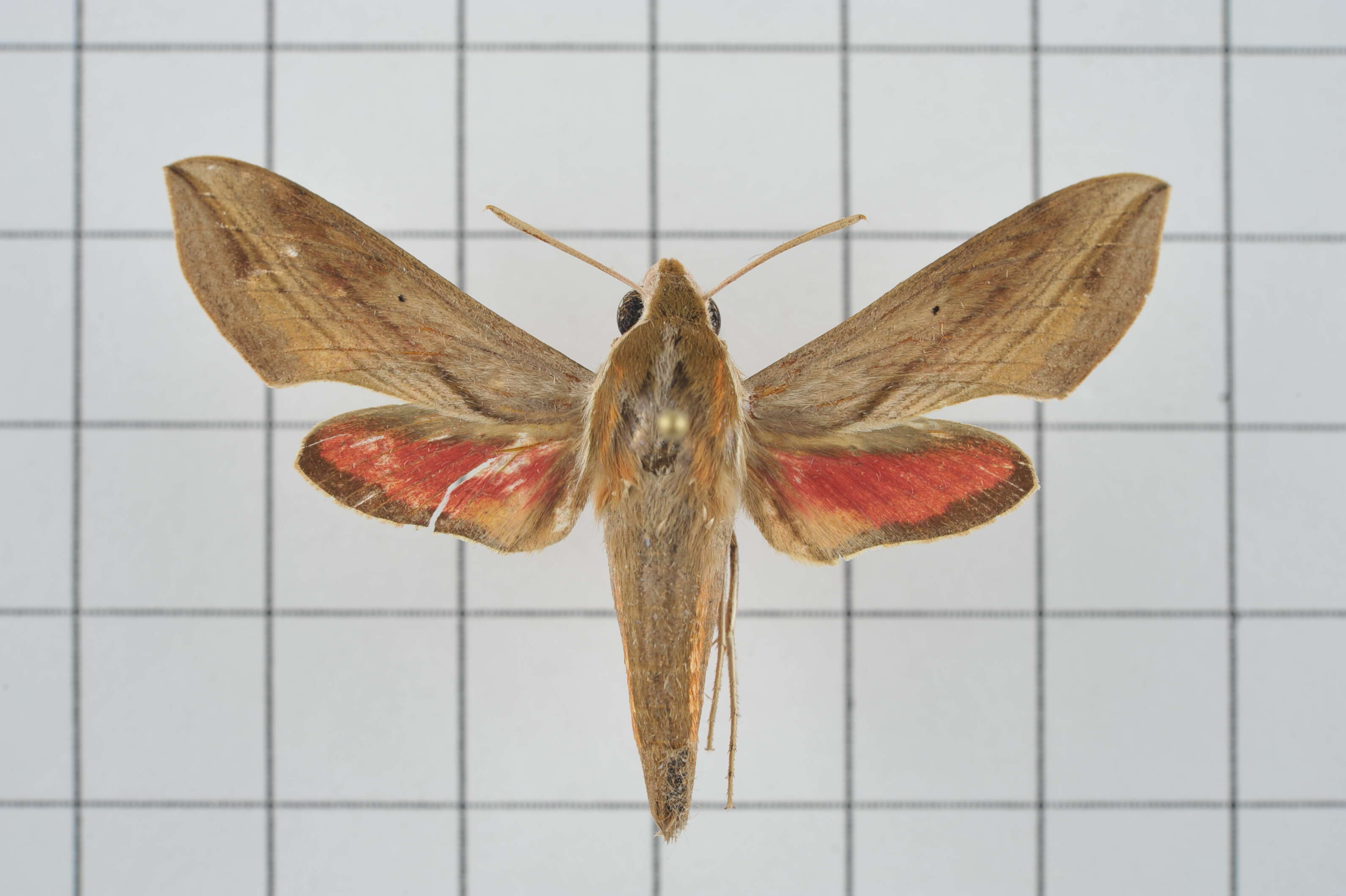 Image of Vine hawk moth