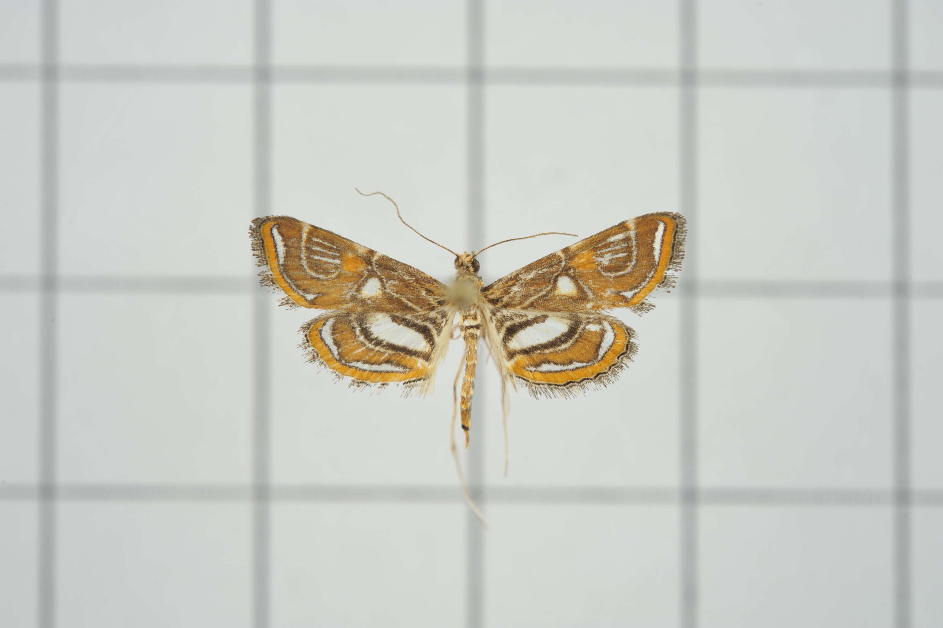 Image of Paracymoriza cataclystalis Strand 1919