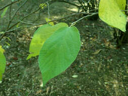 Imagem de Sinowilsonia henryi Hemsl.