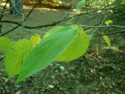 Imagem de Sinowilsonia henryi Hemsl.