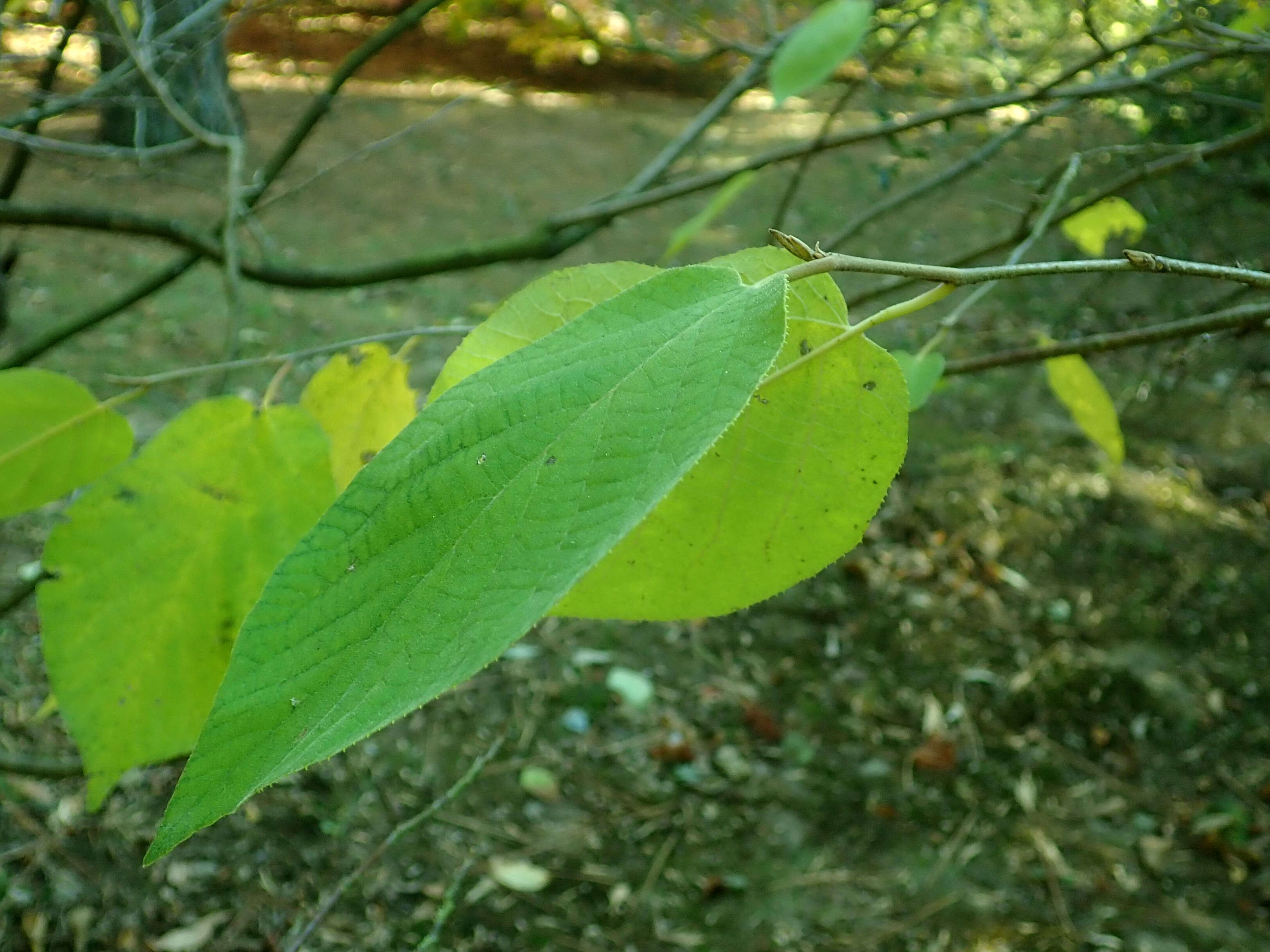 Plancia ëd Sinowilsonia henryi Hemsl.