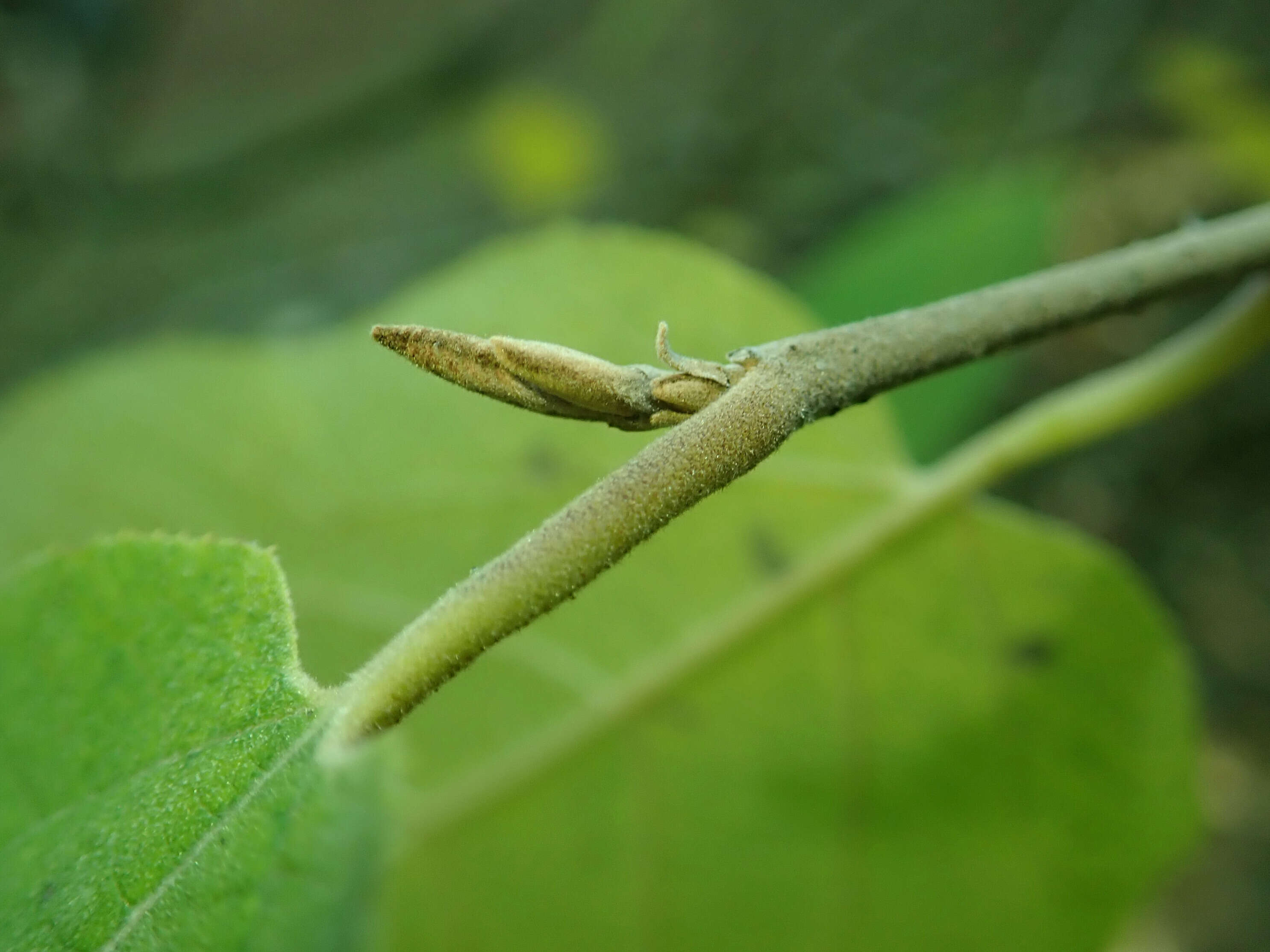 Plancia ëd Sinowilsonia henryi Hemsl.