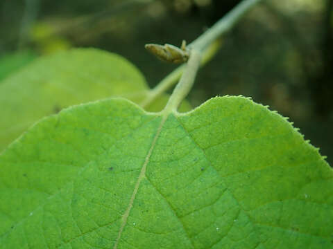 Imagem de Sinowilsonia henryi Hemsl.