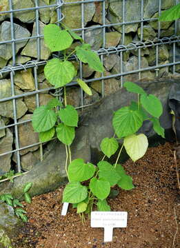 Слика од Piper umbellatum L.