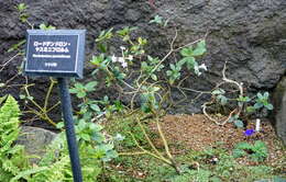 Imagem de Rhododendron jasminiflorum Hook.