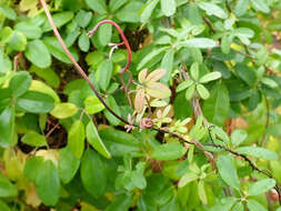 Image of chocolate vine