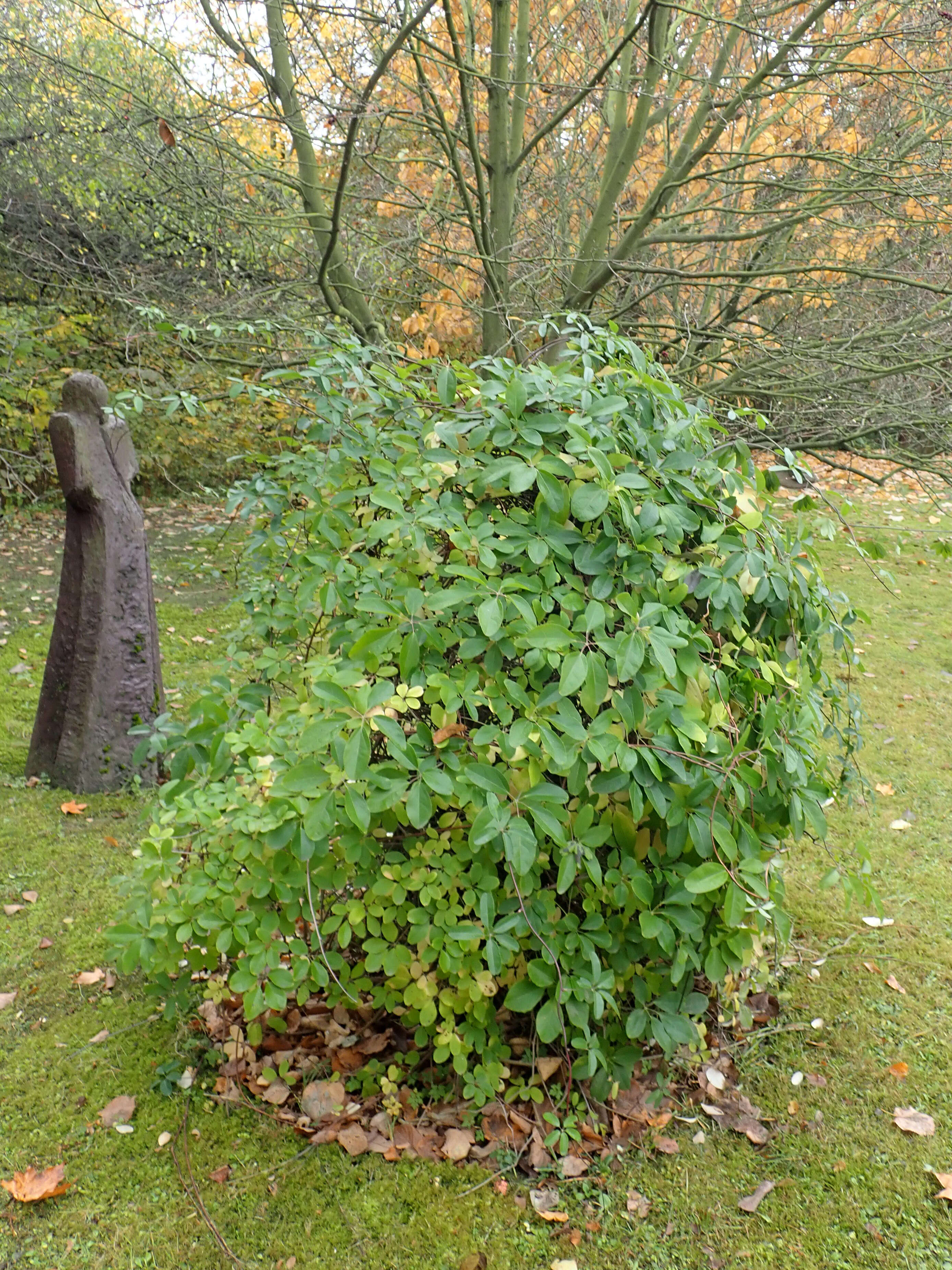 Image of chocolate vine