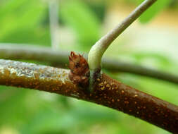 Image of chocolate vine