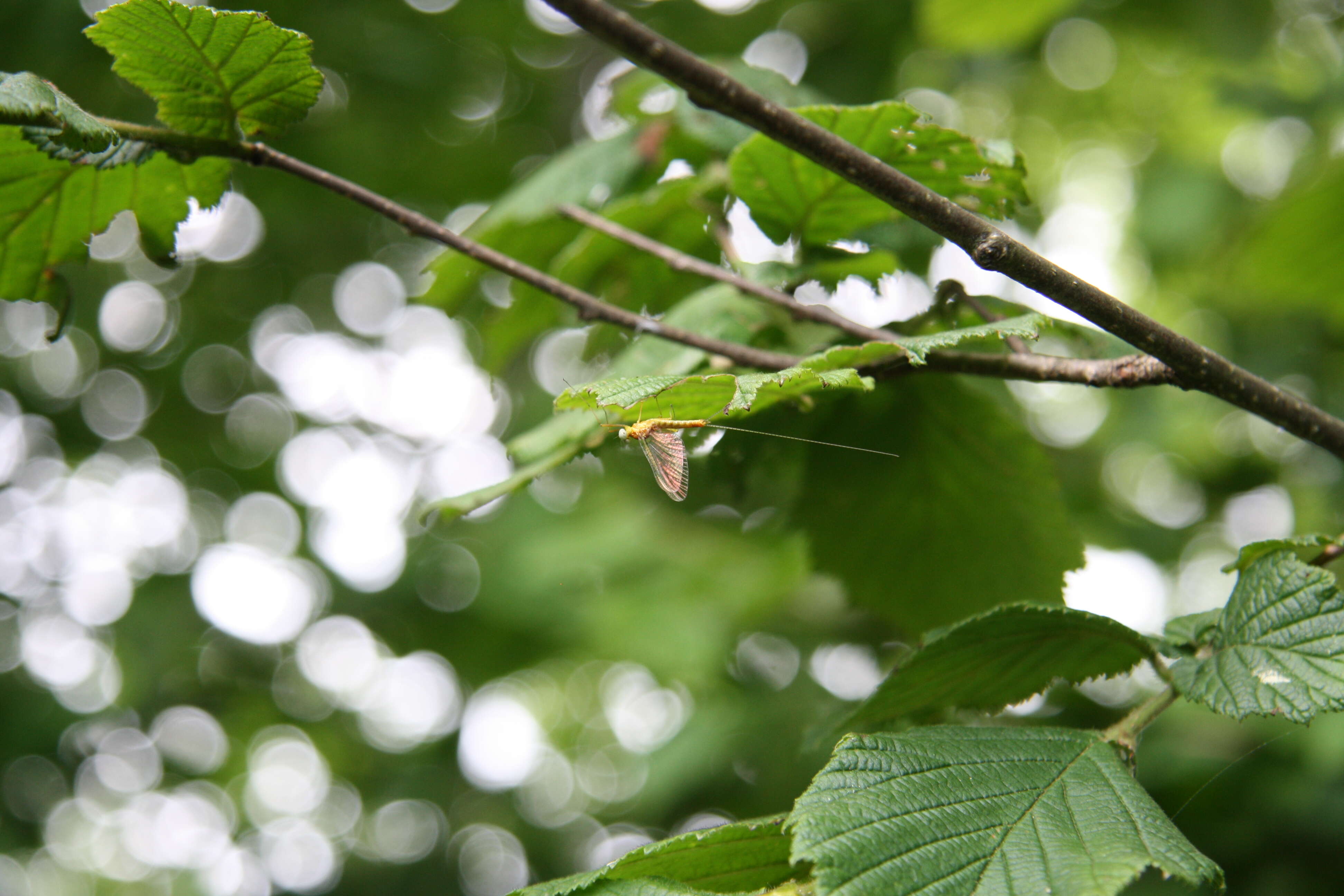 Image of Cobnut