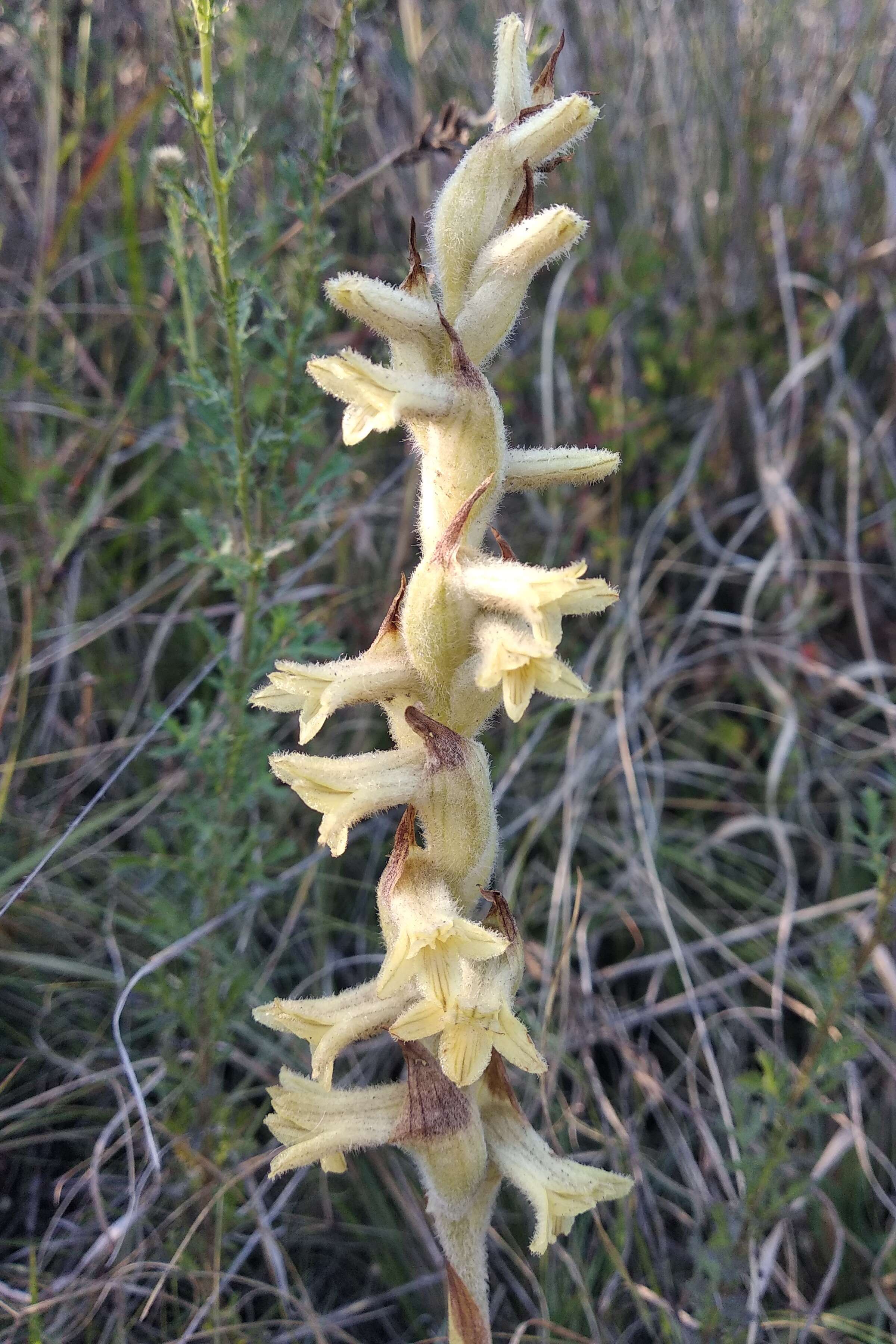 Image of lady's tresses